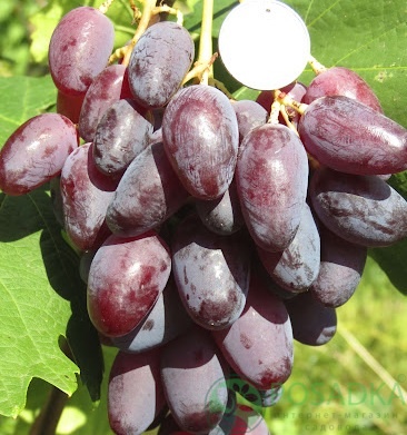 картинка Виноград Урум 