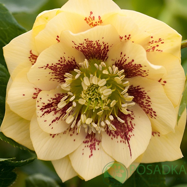 картинка Морозник Double Super Yellow 