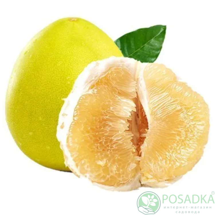 картинка Помело Siamense 