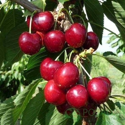 картинка Черешня Свит Фрут Фул 
