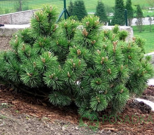 картинка Сосна горная Монтана 