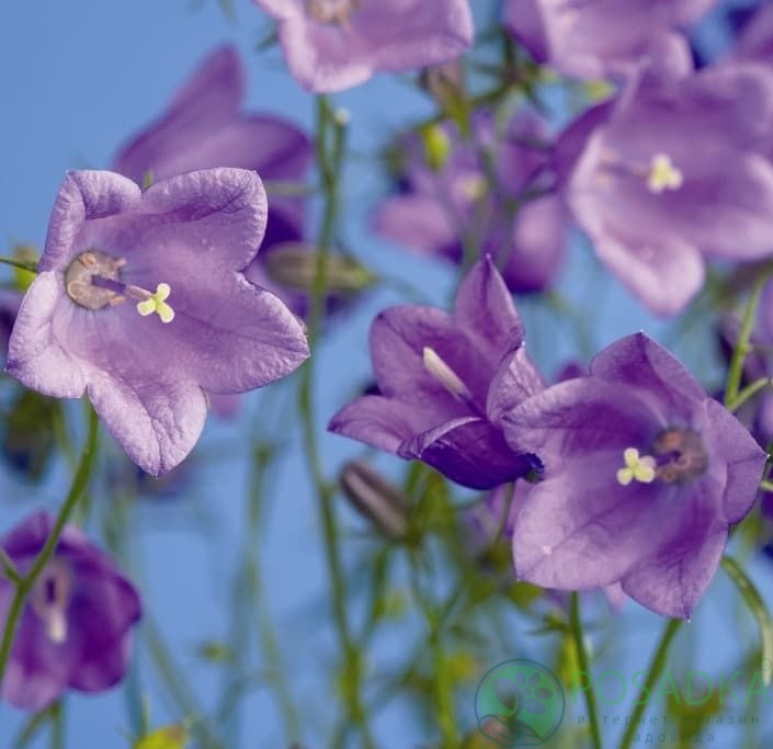 картинка Колокольчик круглолистный 