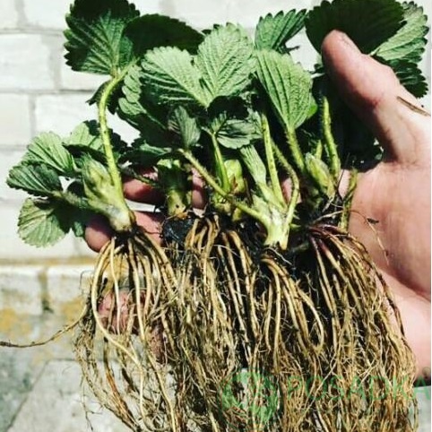 картинка Клубника Луиза 