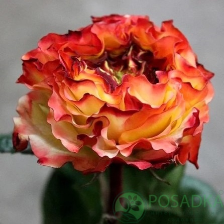 картинка Роза чайно-гибридная Флеш Ай (контейнер С2) 