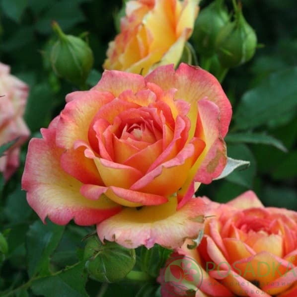 картинка Роза миниатюрная Сонья 