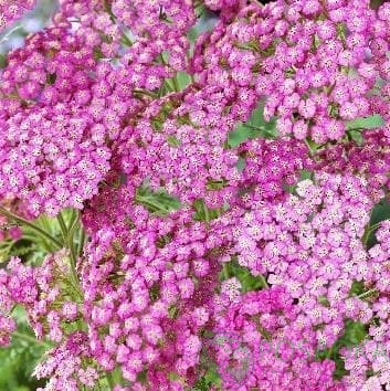 картинка Тысячелистник Pink Grapefruit (Achillea Tutti Frutti) 