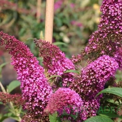 картинка Буддлея Давида Саммер Бьюти 