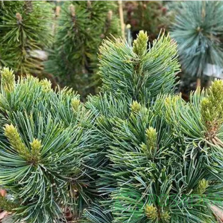 картинка Сосна мелкоцветковая Shizukagoten 