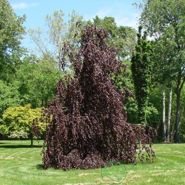 картинка Береза повислая Роял Фрост 