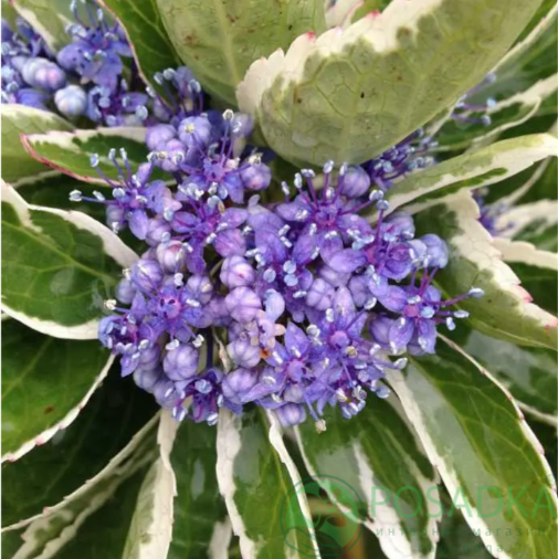 картинка Гортензия крупнолистная Mariessi Variegata (Мариеси Вариегата) 