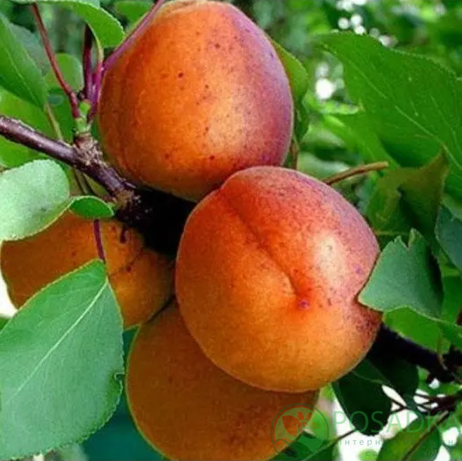 картинка Абрикос колоновидный Звездный 