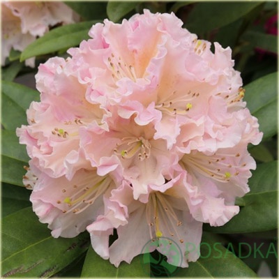 картинка Рододендрон Kotnov  картинка Рододендрон Kotnov