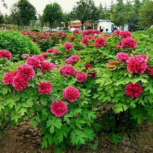 картинка Пион древовидный Shi Ba Hao 