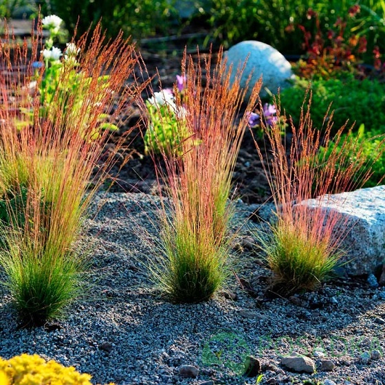 картинка Овсяница (Festuca) Волберга 