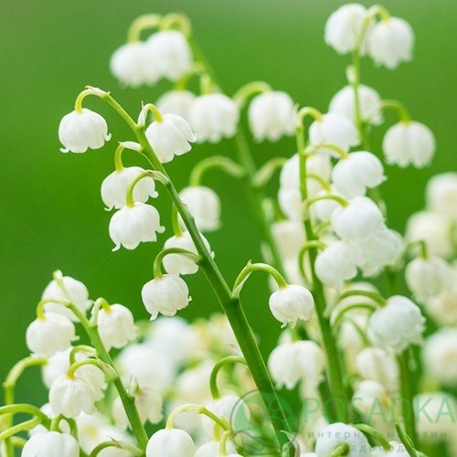 картинка Ландыш Bridal Choice 