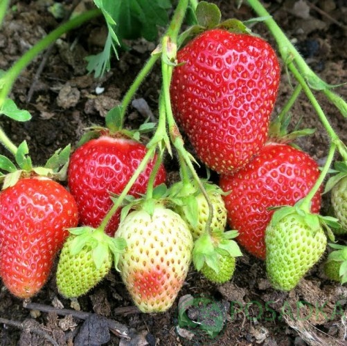 картинка Семена Клубника Треска 0.01гр 