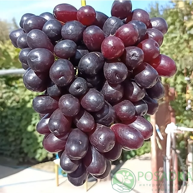 картинка Виноград Этюд  картинка Виноград Этюд