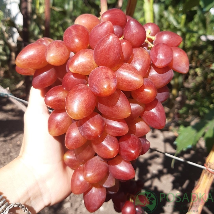 картинка Виноград Софа 