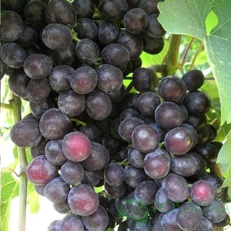 картинка Виноград Эффект 