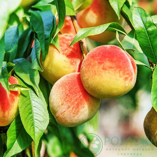 картинка Персик Колоновидный Медовый 