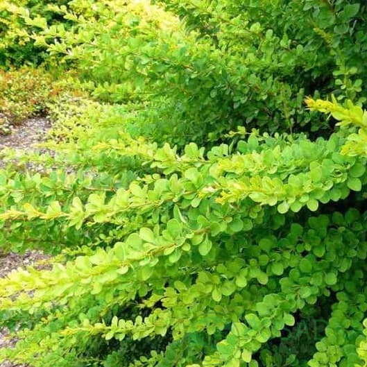 картинка Барбарис Тунберга Green Carpet  картинка Барбарис Тунберга Green Carpet