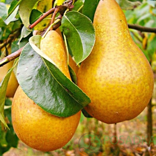 картинка Груша Бере Боск 