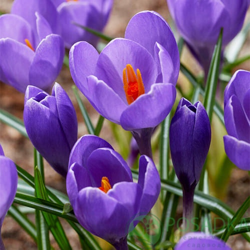 картинка Крокус Aqua  картинка Крокус Aqua