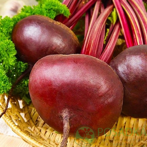 картинка Семена свекла Столовая Египетская Плоская 20 г, SeedEra  картинка Семена свекла Столовая Египетская Плоская 20 г, SeedEra