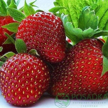 картинка Клубника Брилла (кассета) 