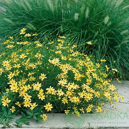 картинка Кореопсис мутовчатый "Загреб" 