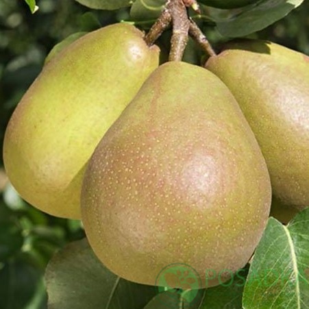 картинка Груша Бере Гарди 