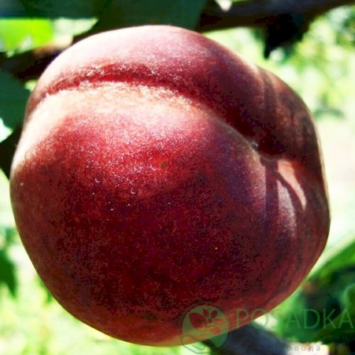 картинка Персик Сентри 