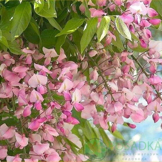 картинка Глициния Showa-beni 