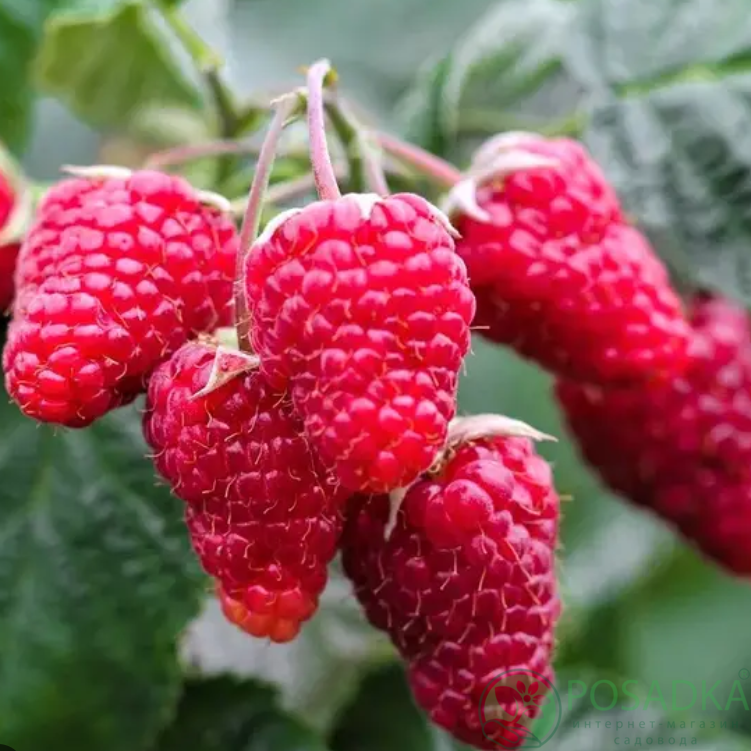 картинка Малина Нижегородец 