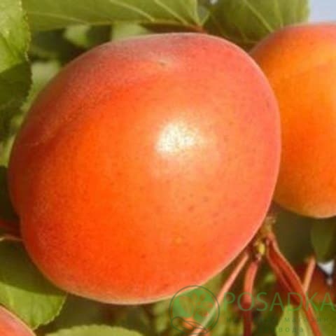 картинка Абрикос Пайве 