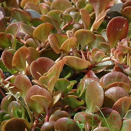 картинка Очиток (седум) китайский Coral Reef 