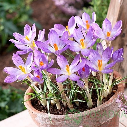 картинка Крокус Rosalind 