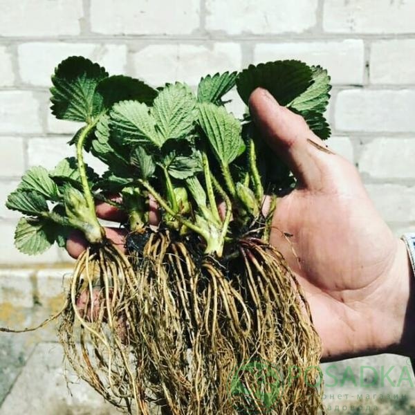 картинка Клубника Кебот 