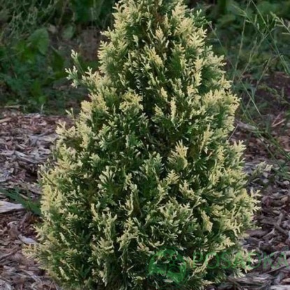 картинка Туя западная Starstruck 