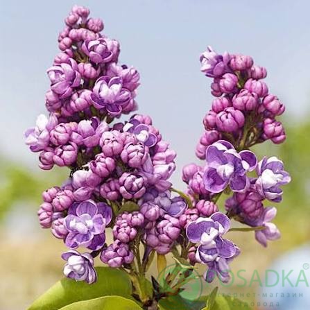 картинка Сирень Pamiec o Wawilowie (Память Вавилову) 