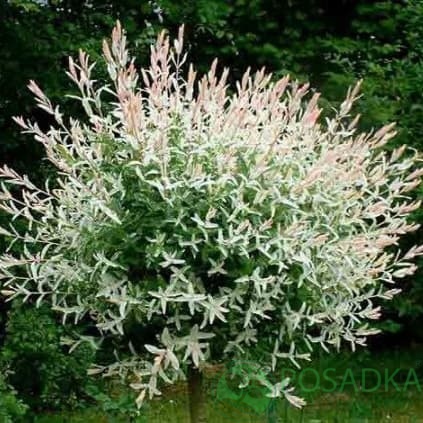 картинка Ива цельнолистная Хакуро-нишики (штамб 130 - 150 см) 