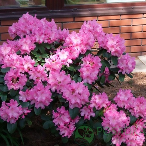 картинка Рододендрон "Жанет Вард" (Janet Ward) 3л 