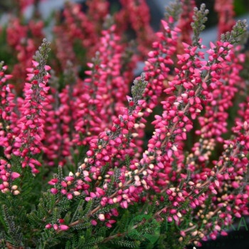 картинка Вереск обыкновенный Nora 