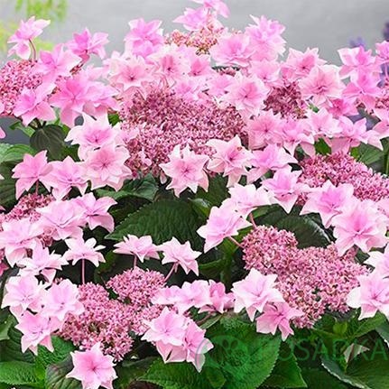 картинка Гортензия крупнолистная Doppio Rosa 