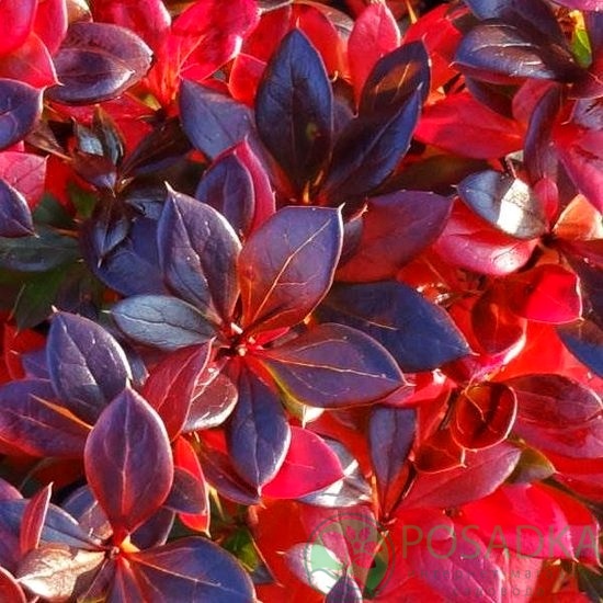 картинка Барбарис средний Red Jewe (Ред Джевел) 