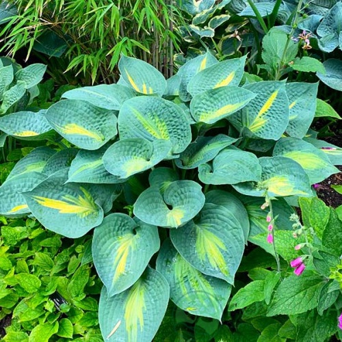 картинка Хоста Beach Boy 