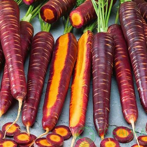 картинка Семена Морковь Пурпурный космос 100шт, SeedEra 