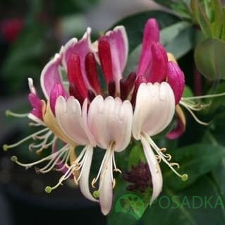 картинка Жимолость Американ Бьюти (American Beauty) 