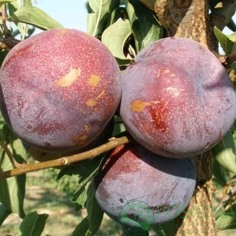 картинка Слива Кримсон Гло 