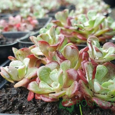 картинка Очиток (седум) Purpureum 